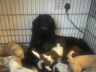 Cockapoo dogs Toy cockapoo puppies - Advert 2