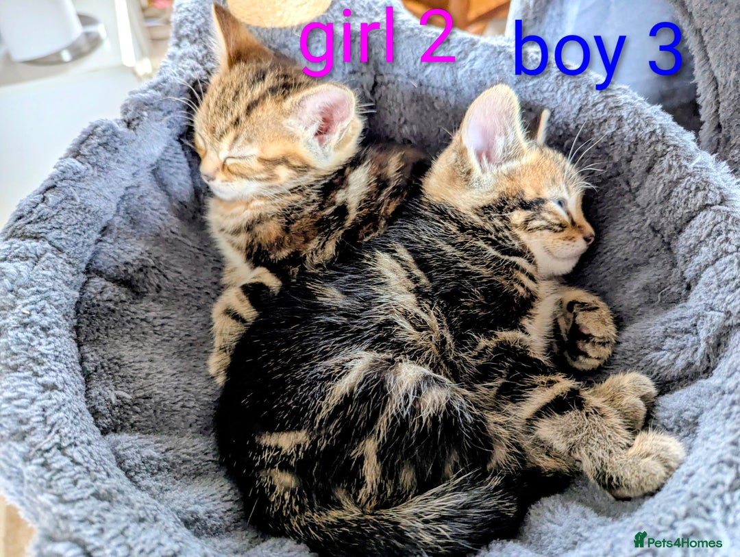 Mixed Breed cats for sale: Gorgeous kittens for sale £250 males £300 females - Advert 31