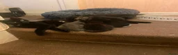 Mixed Breed cats for sale:   Beautiful 7-Week-Old Kittens Looking for Loving  in Birmingham - Advert 10
