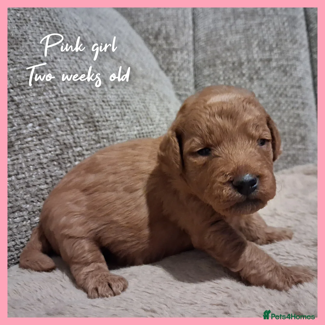 Labradoodle dogs for sale: Miniature F1b Labradoodles in Stevenage - Advert 6