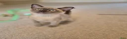Burmese cats for sale: Stunning Pedigree Burmese Kittens - Advert 13