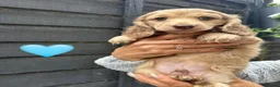 Dachshund dogs for sale: Cream longhair miniature dachshund  - Advert 9