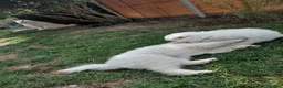 Samoyed dogs for sale: Fluffy Samoyed Puppies 🐾 - Advert 5