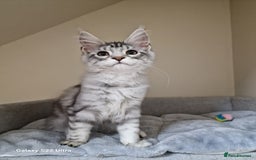 Maine Coon cats for sale: 🍁🍂Good females🏡🎯📣 - Image 37