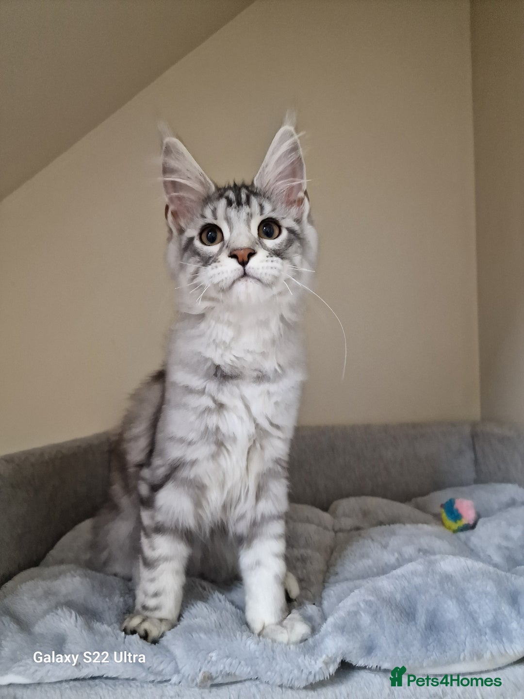 Maine Coon cats for sale: 🍁🍂Good females🏡🎯📣 - Image 37
