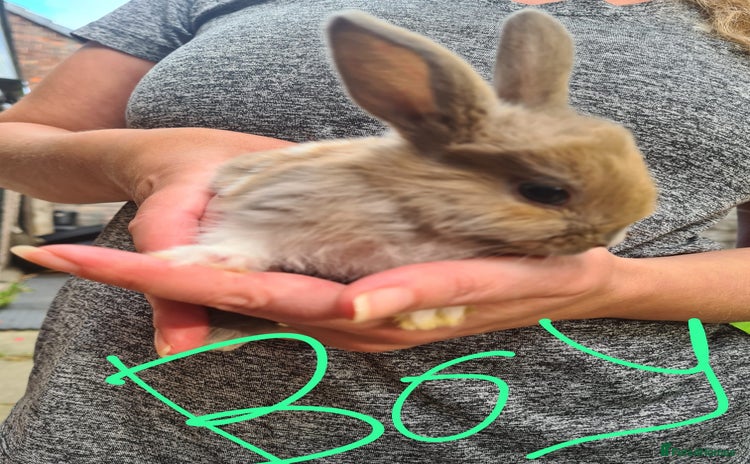 Lionhead rabbits - Advert 5