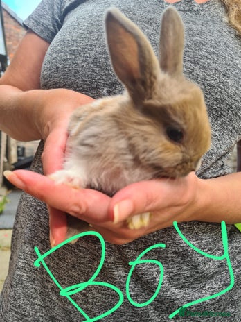 Lionhead rabbits - Advert 7