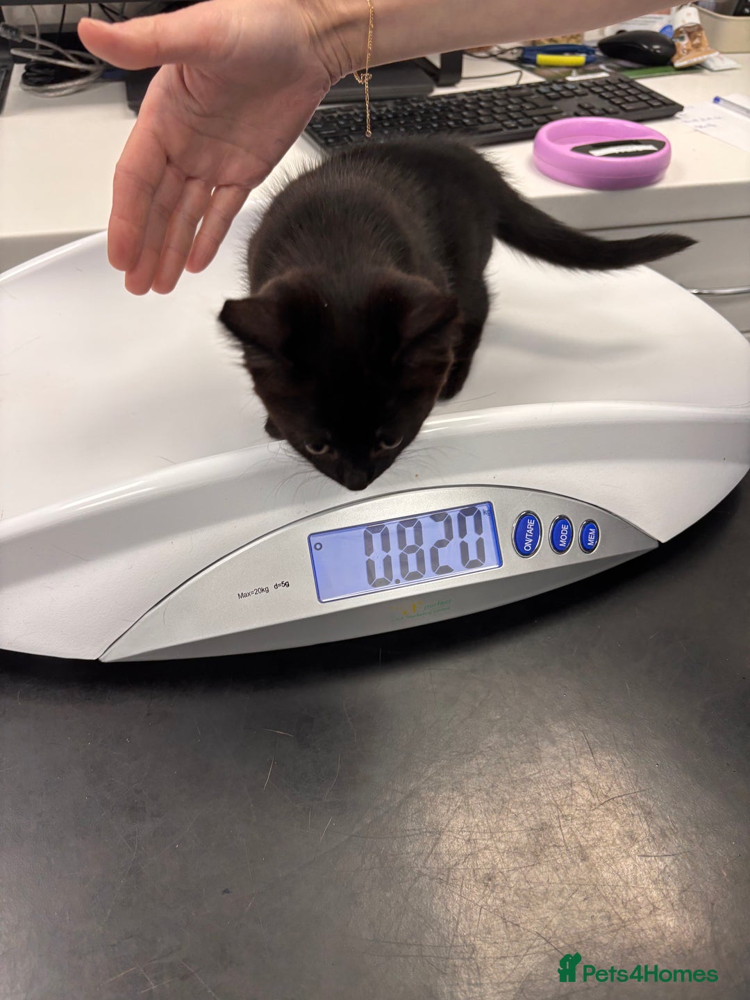 British Shorthair cats for sale: 3 adorable 11 weeks old kittens  - Advert 9