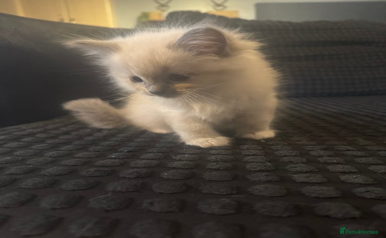 Ragdoll cats - Advert 15