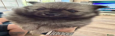 Pomeranian 1