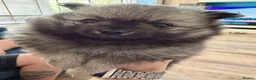 Pomeranian dogs for sale: Beautiful Poms 💜🐾 - Advert 4