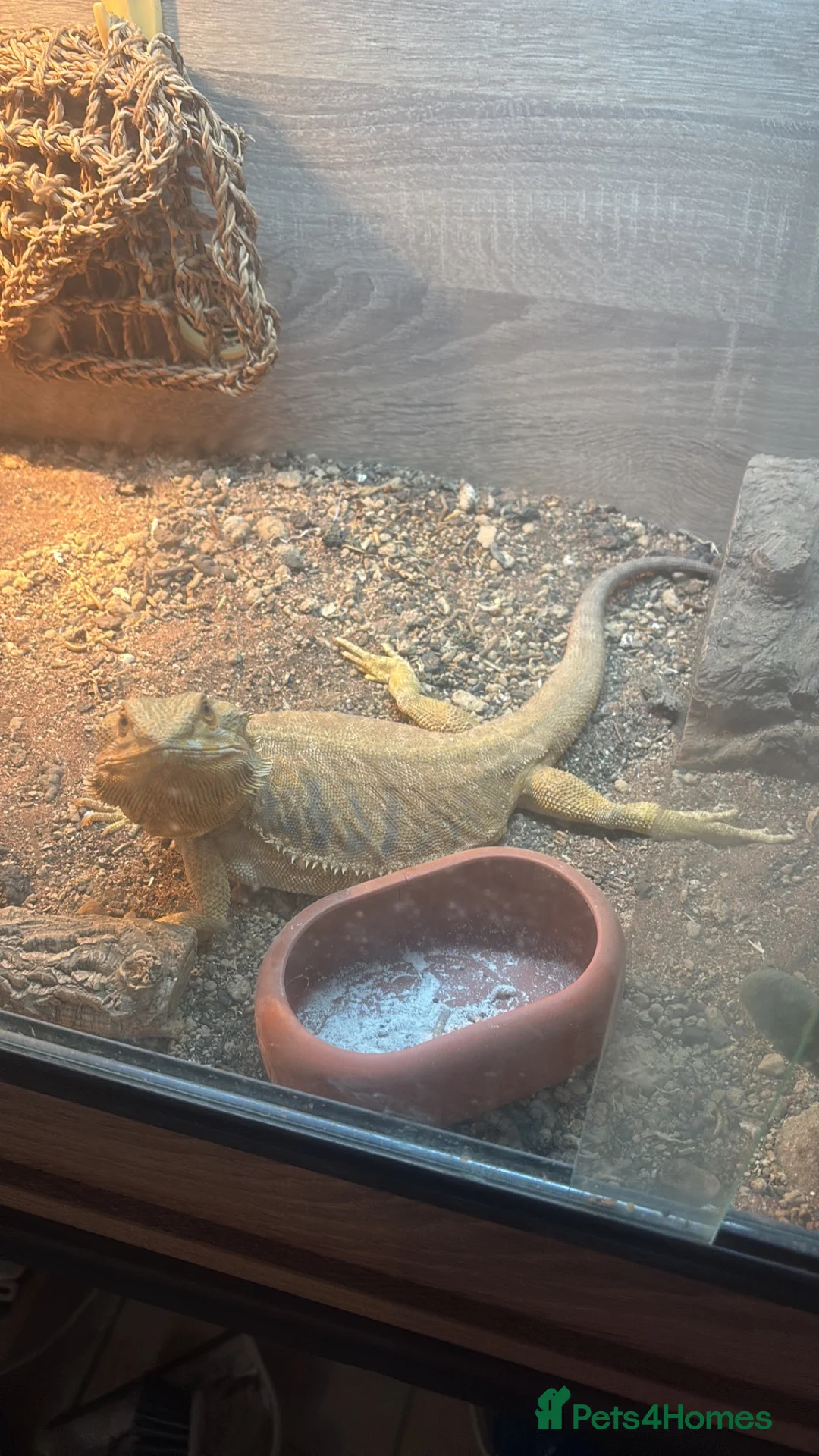 Bearded Dragon reptiles for sale: Morph beared dragon  in Swindon - Advert 3