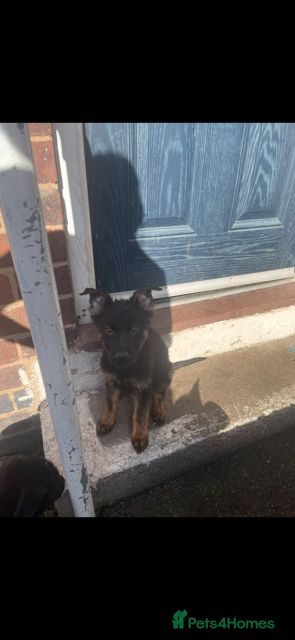 German Shepherd dogs 2 girls left Ready to leave German shepherd pups - Advert 22