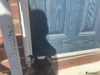 German Shepherd dogs 2 girls left Ready to leave German shepherd pups - Advert 22