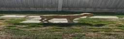 Golden Retriever dogs for sale: Stunning female golden retriever  - Advert 3