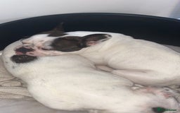 French Bulldog dogs for sale: 💕Beautiful Bella- Ready for her forever home💕 - Image 7