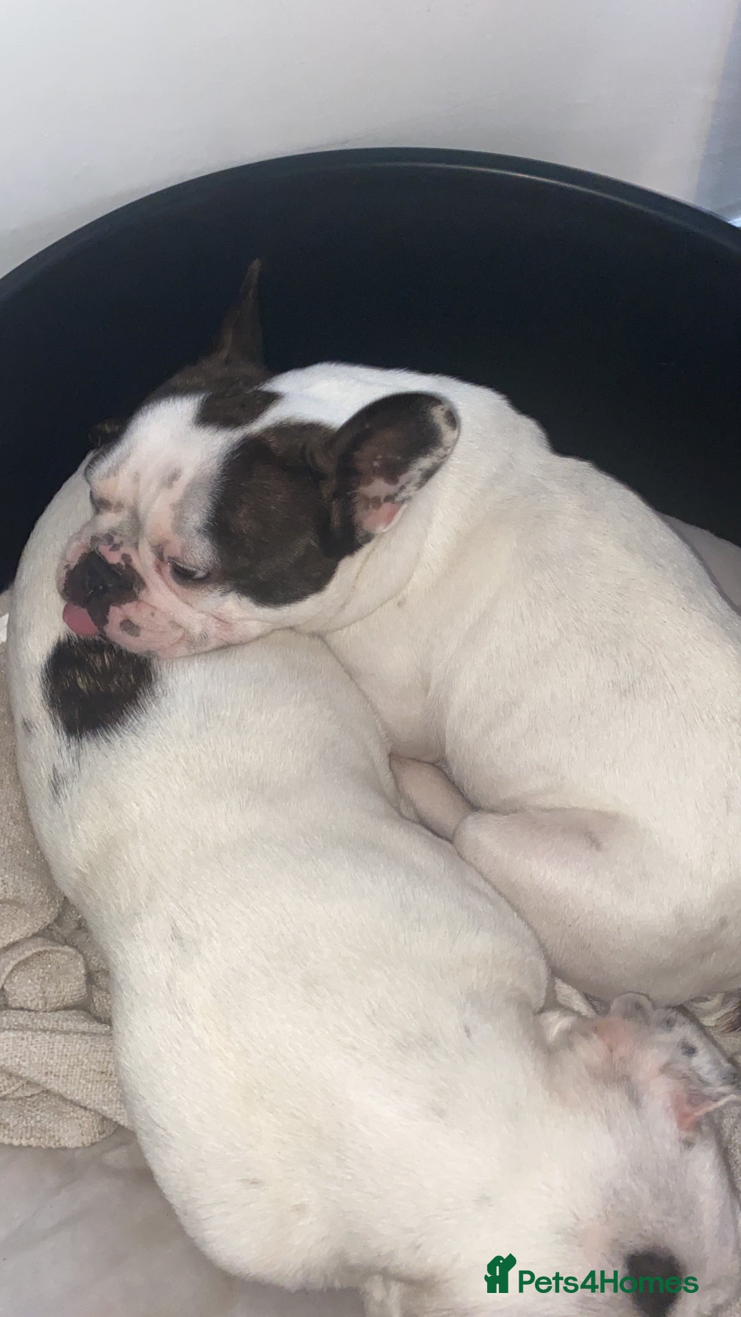 French Bulldog dogs for sale: 💕Beautiful Bella- Ready for her forever home💕 - Image 7