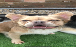 French Bulldog dogs for stud: Fluffy French Bulldog for STUD - Image 3
