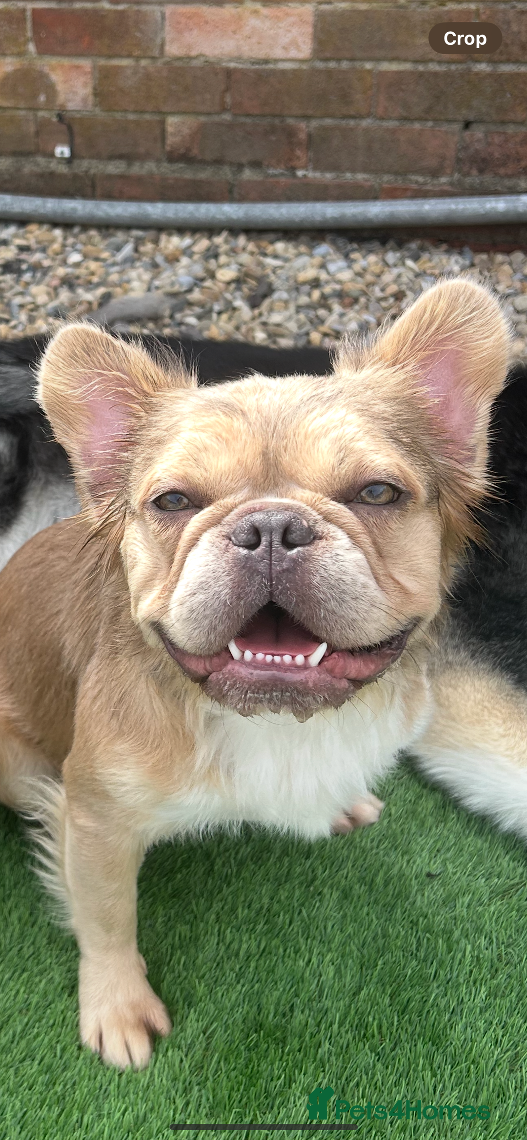 French Bulldog dogs for stud: Fluffy French Bulldog for STUD - Image 3