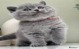 British Shorthair cats for sale: Stunning British Kittens - Image 22