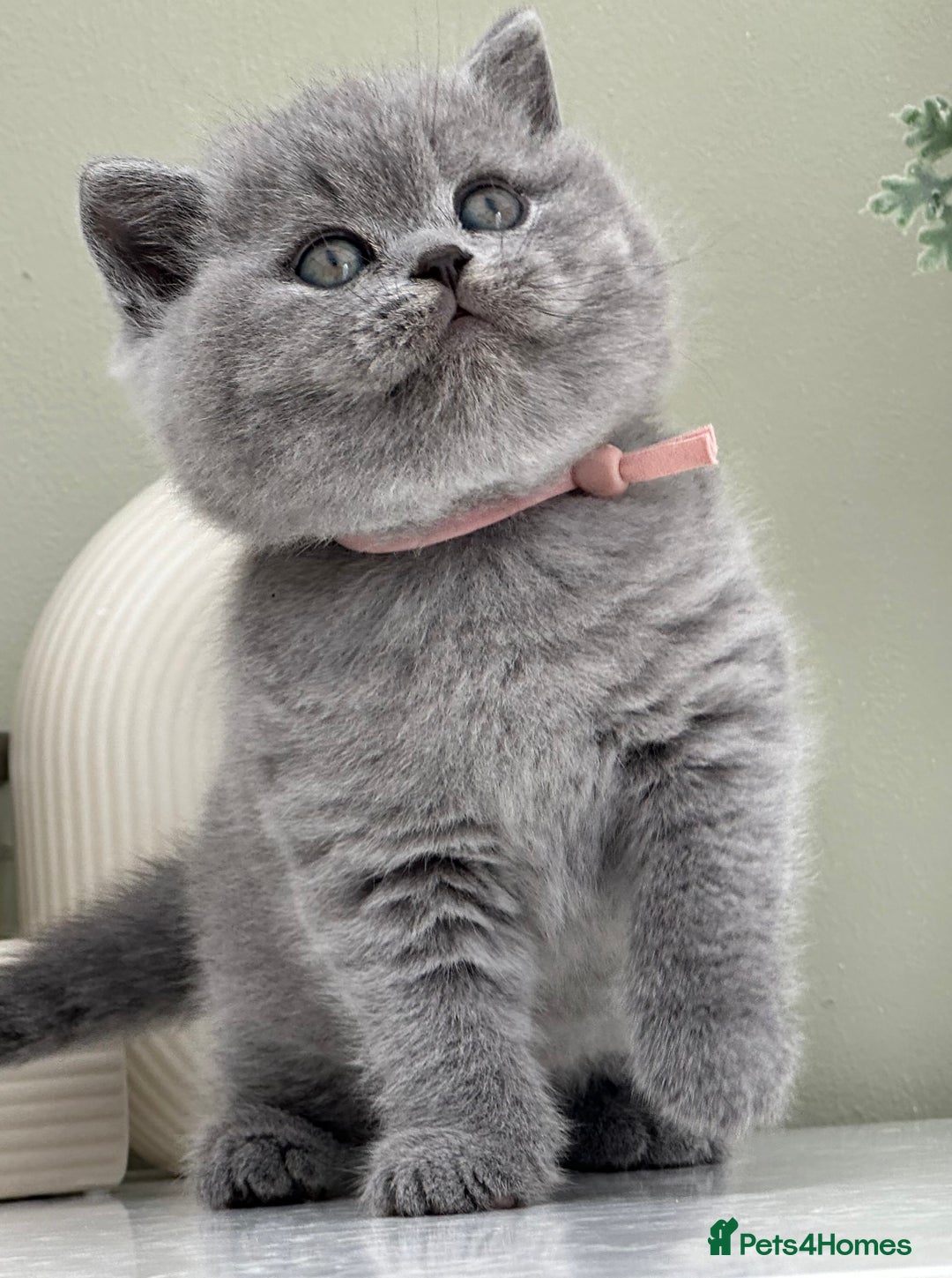British Shorthair cats for sale: Stunning British Kittens - Image 22