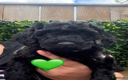 Labradoodle dogs for sale: F1bb labradoodle puppies black curly coat 🧬 clear - Image 35