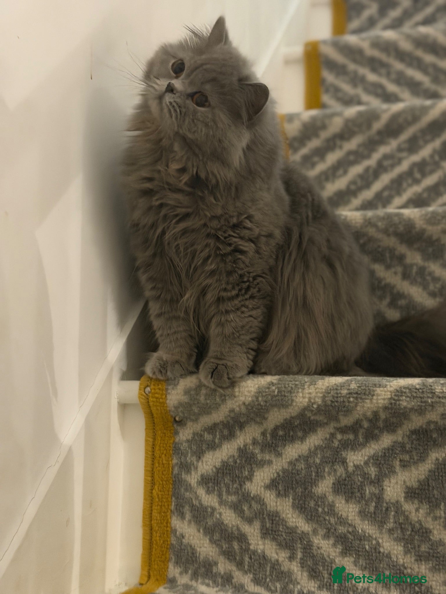 British Longhair cats british long hair female - Advert 15