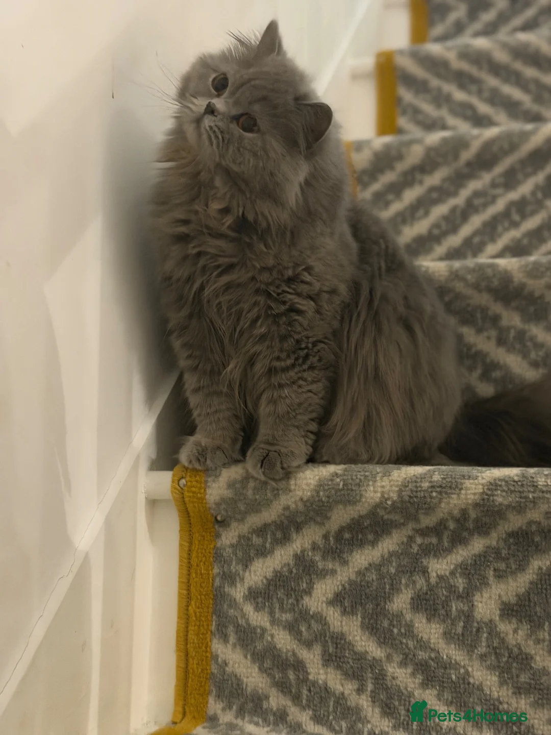 British Longhair cats for sale: british long hair female - Advert 1
