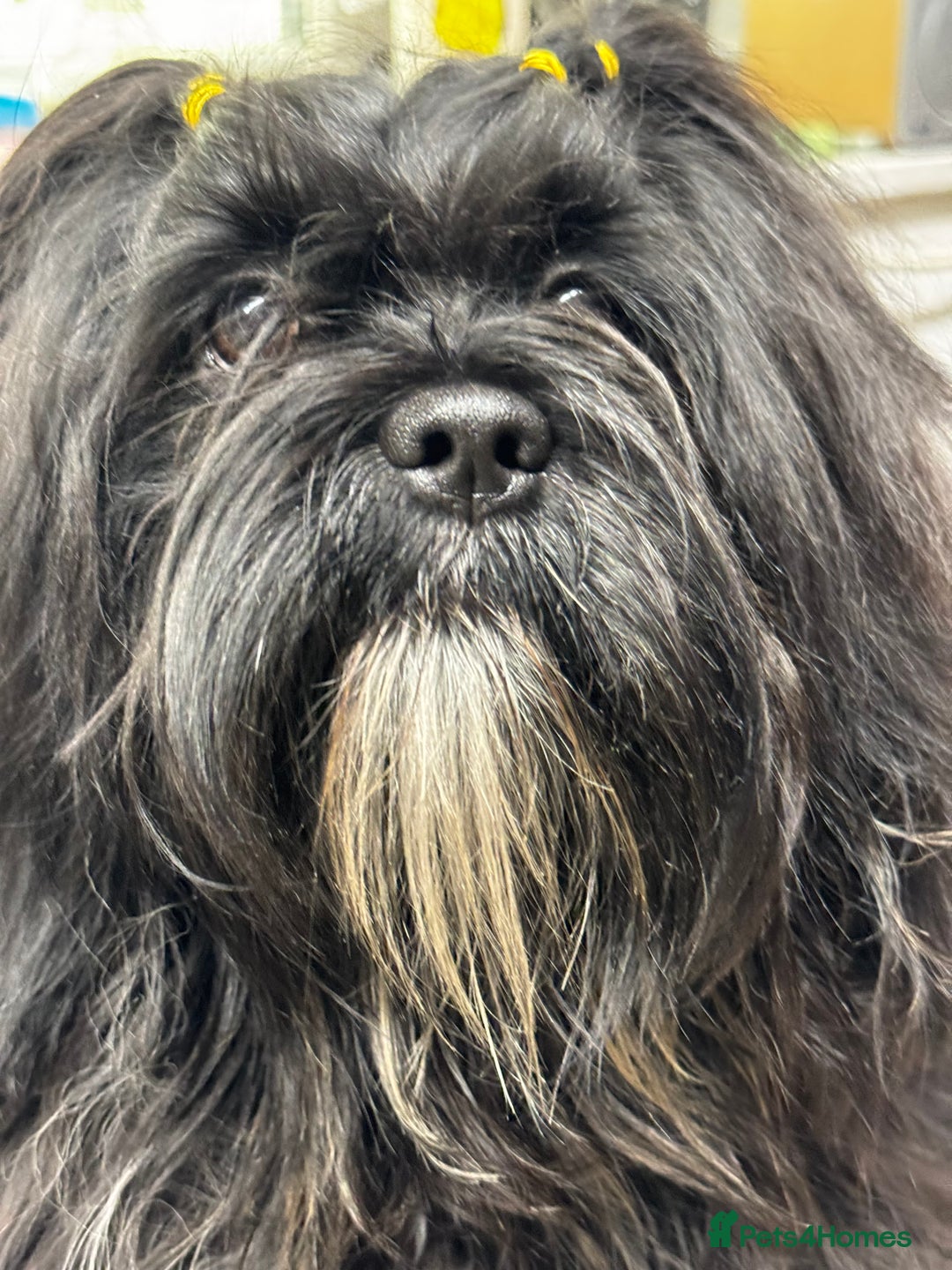 Lhasa Apso dogs for sale: Gorgeous black male  - Image 5