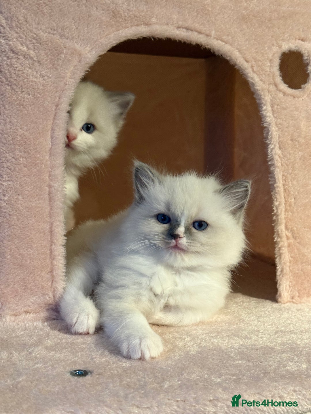 Ragdoll cats for sale: Purebred Ragdolls – Ready to Reserve Now 🍼 - Advert 16