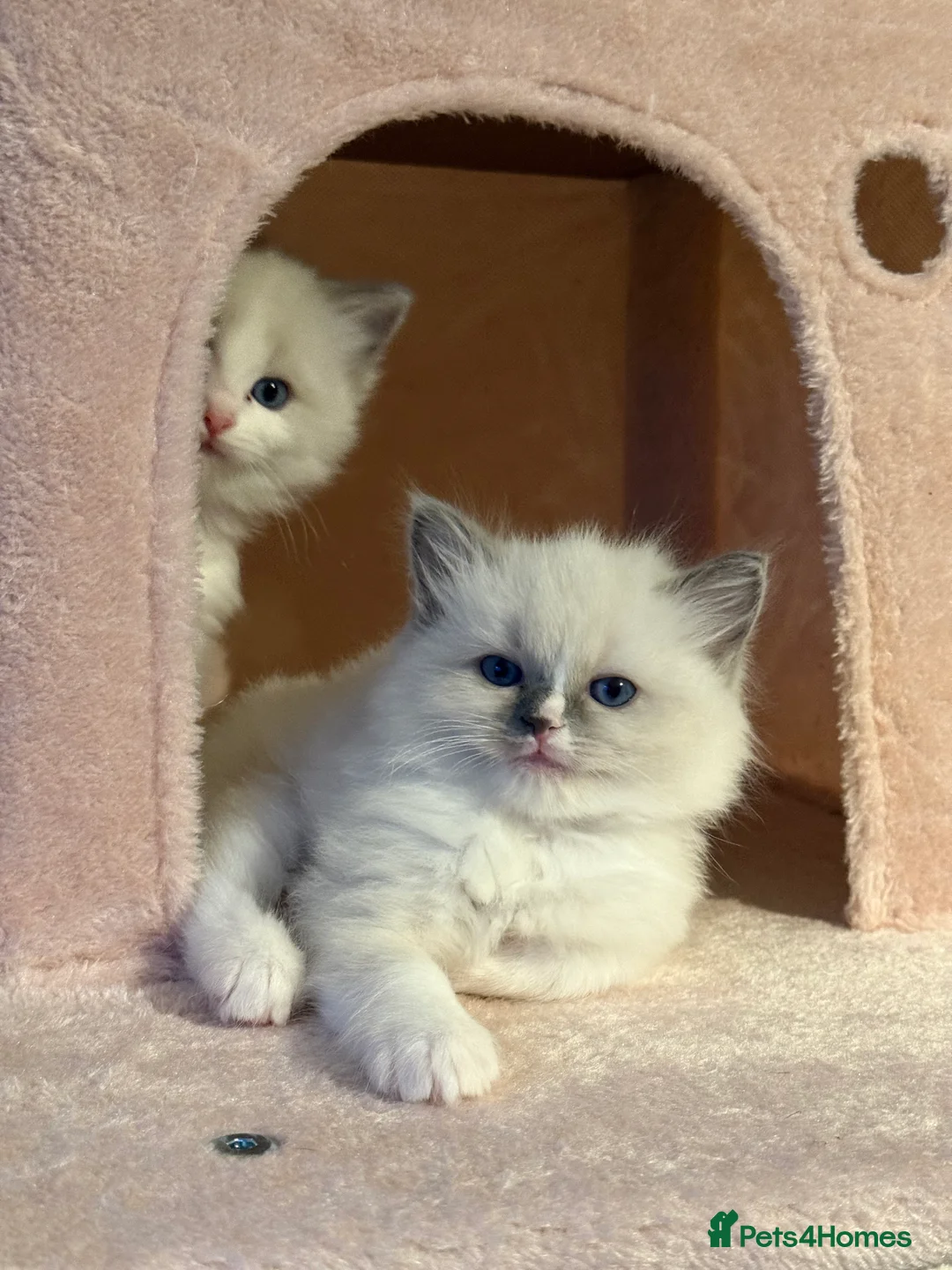 Ragdoll cats for sale: European Purebred Female Ragdoll 🩷 - Advert 19
