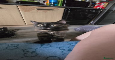 Maine Coon cats - Advert 6