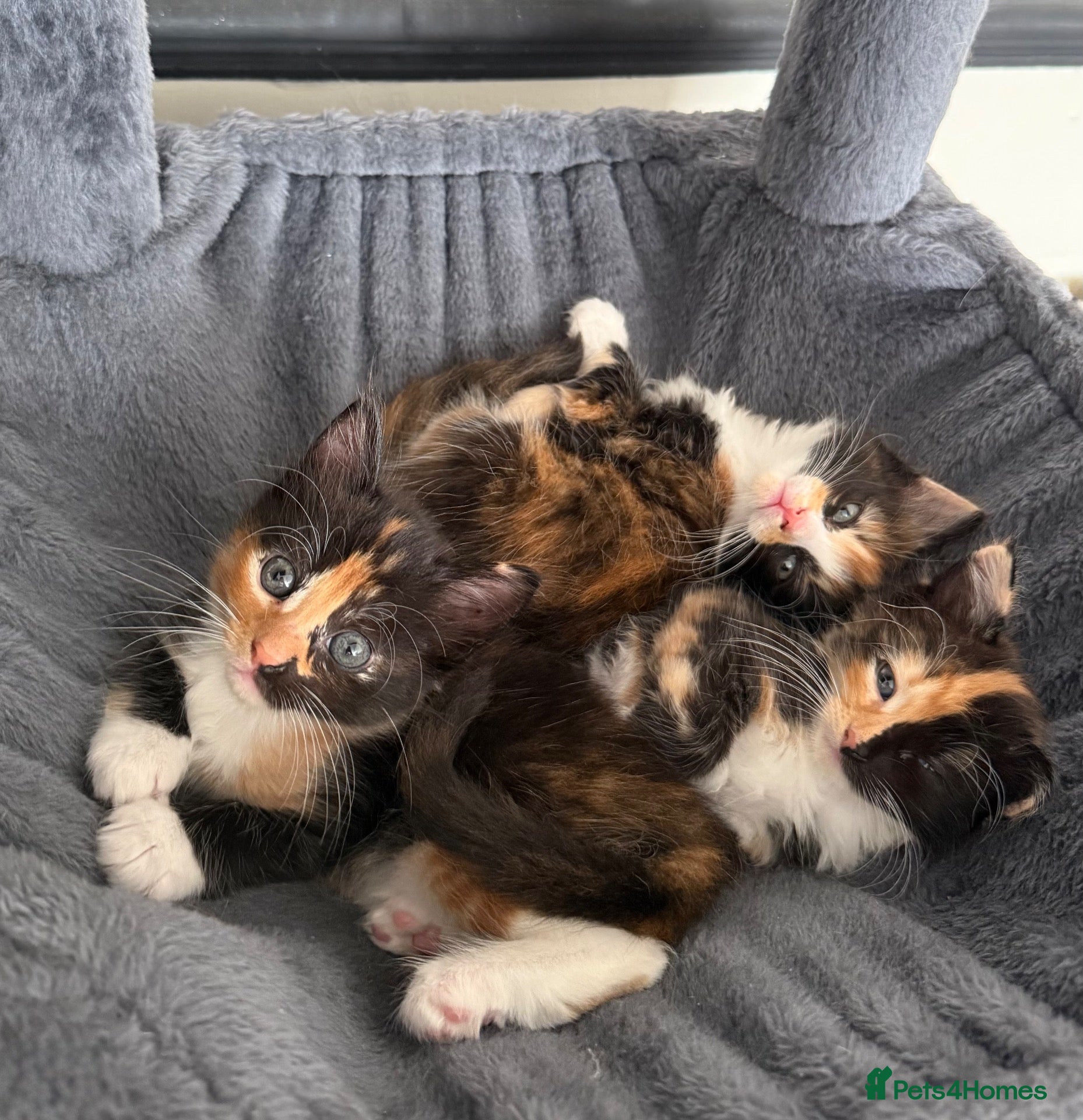 Maine Coon cats 3 Female Calico MaineCoon Cross Kittens - Advert 1