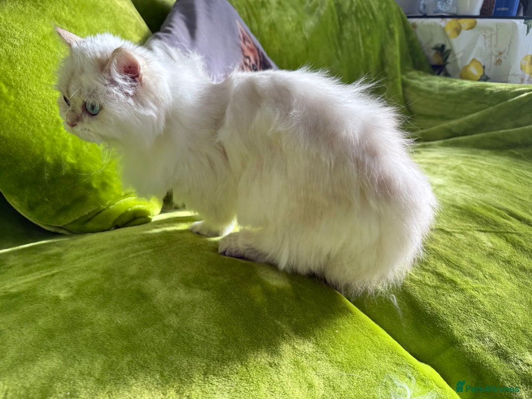 British Longhair cats for sale: British Longhair and Shorthair kittens for sale - Image 4