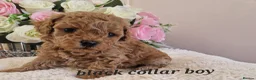 Cavapoochon dogs for sale: Beautiful cavapoochon puppies  - Advert 2