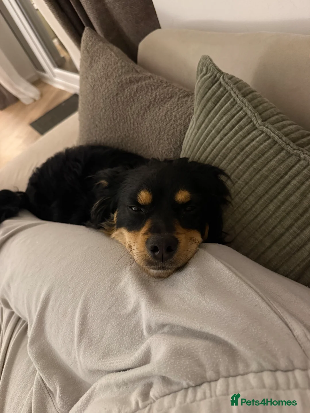 Mixed Breed dogs for sale: 🐾Havapoo for sale 5 ⭐ home only🐾 1.5 years old  - Advert 2