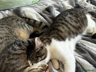 Mixed Breed cats Amazing Cats - Advert 16