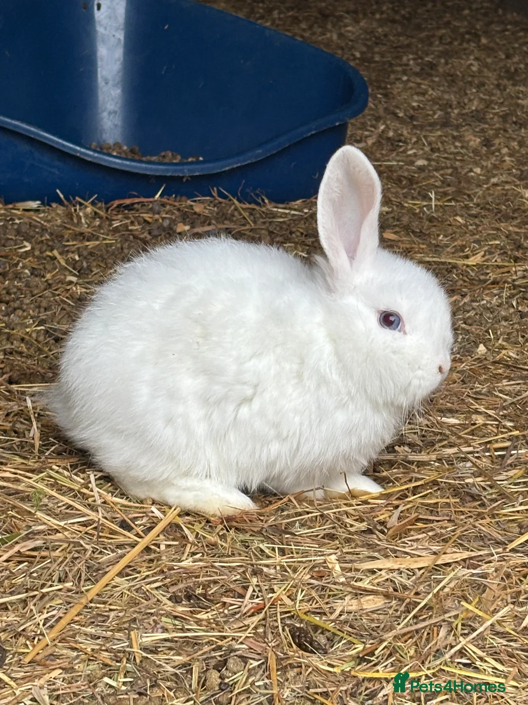 Mini Lop rabbits for sale: beautiful purebred white male mini lops  - Advert 5