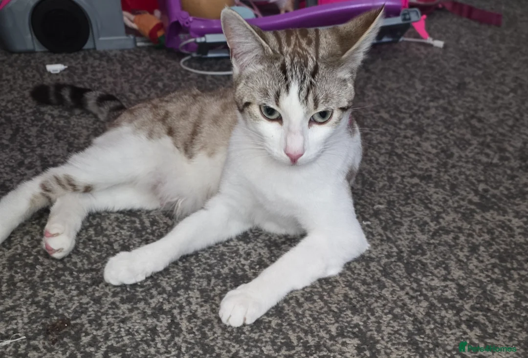 Bengal cats for sale: Beautiful baby bengals in Burnley - Advert 15