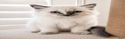 Ragdoll cats for sale: Beautiful Ragdoll kittens - Advert 5