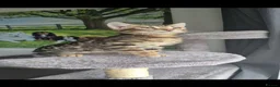 Bengal cats for stud: Silver Bengal Stud 🩶 TICA REG N DNA CLEAR 🌟 - Advert 10