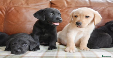 Labrador Retriever dogs - Advert 8
