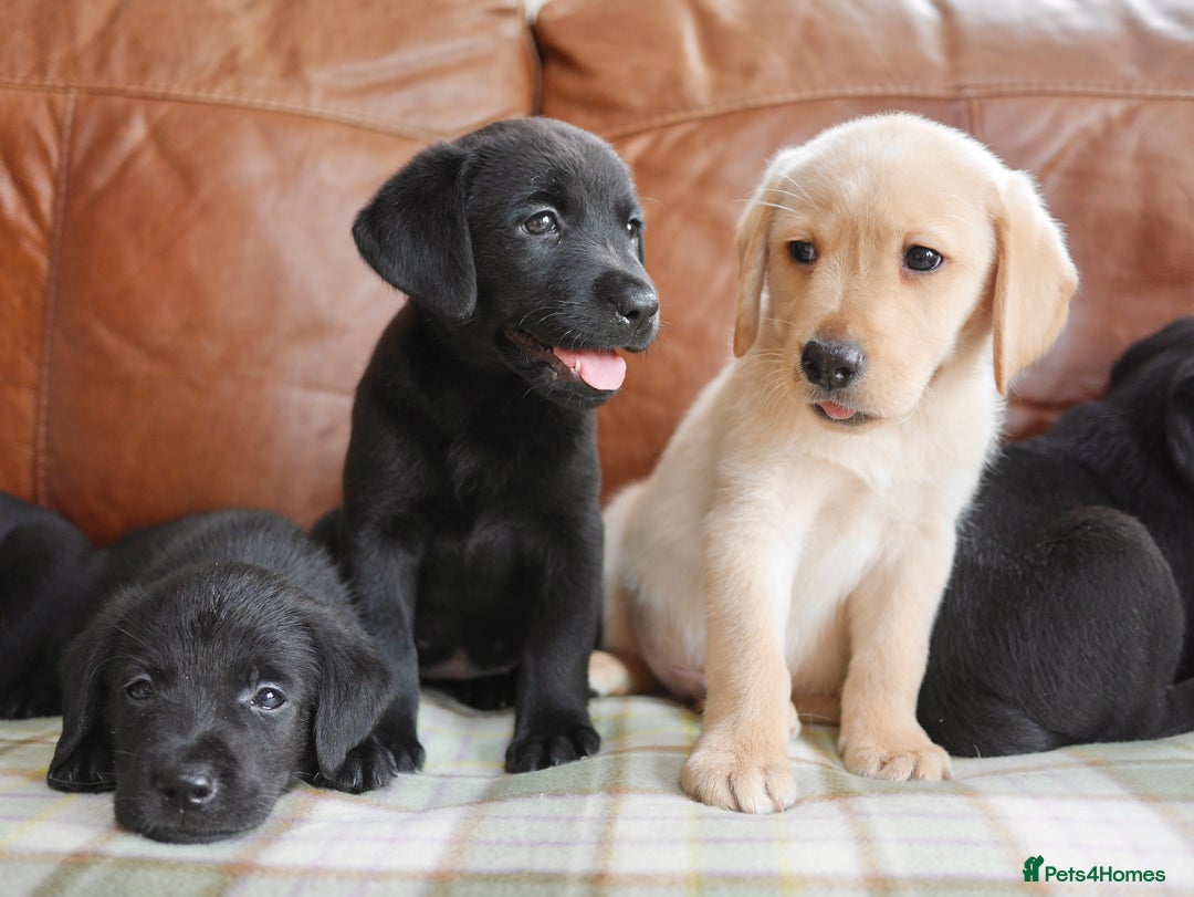 Labrador Retriever dogs for sale: Stunning Health Tested Labrador Puppies - Image 3