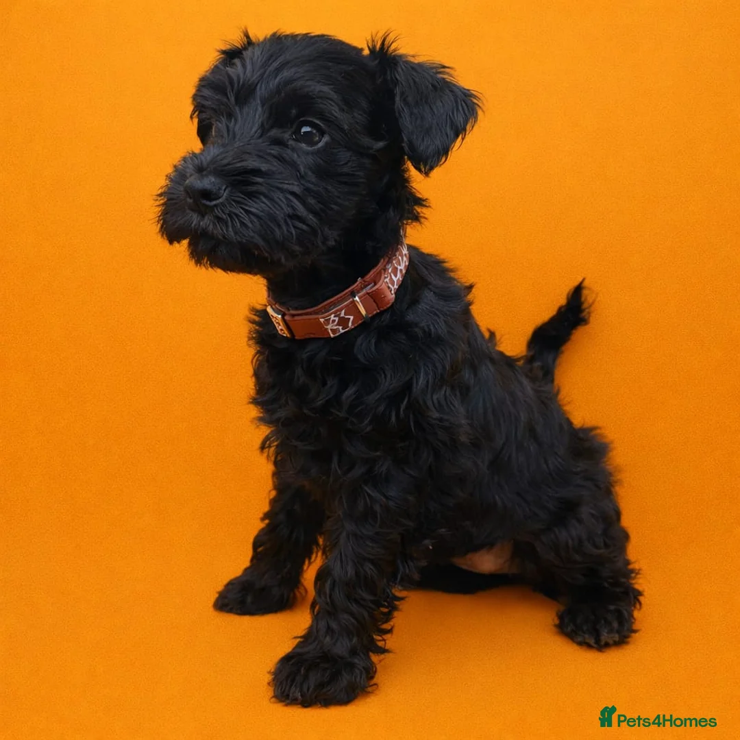 Miniature Schnauzer dogs for sale: Kc reg miniature schnauzers pups available  - Advert 7