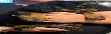 Cockapoo 6