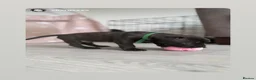 Mixed Breed dogs for sale: Staffordshire bull terrier X Cane corso puppies in Camberley - Advert 6