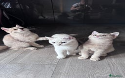 Scottish Fold cats for sale: Scottish fold and Scottish straight Tica pedigree  in Croydon - Image 13