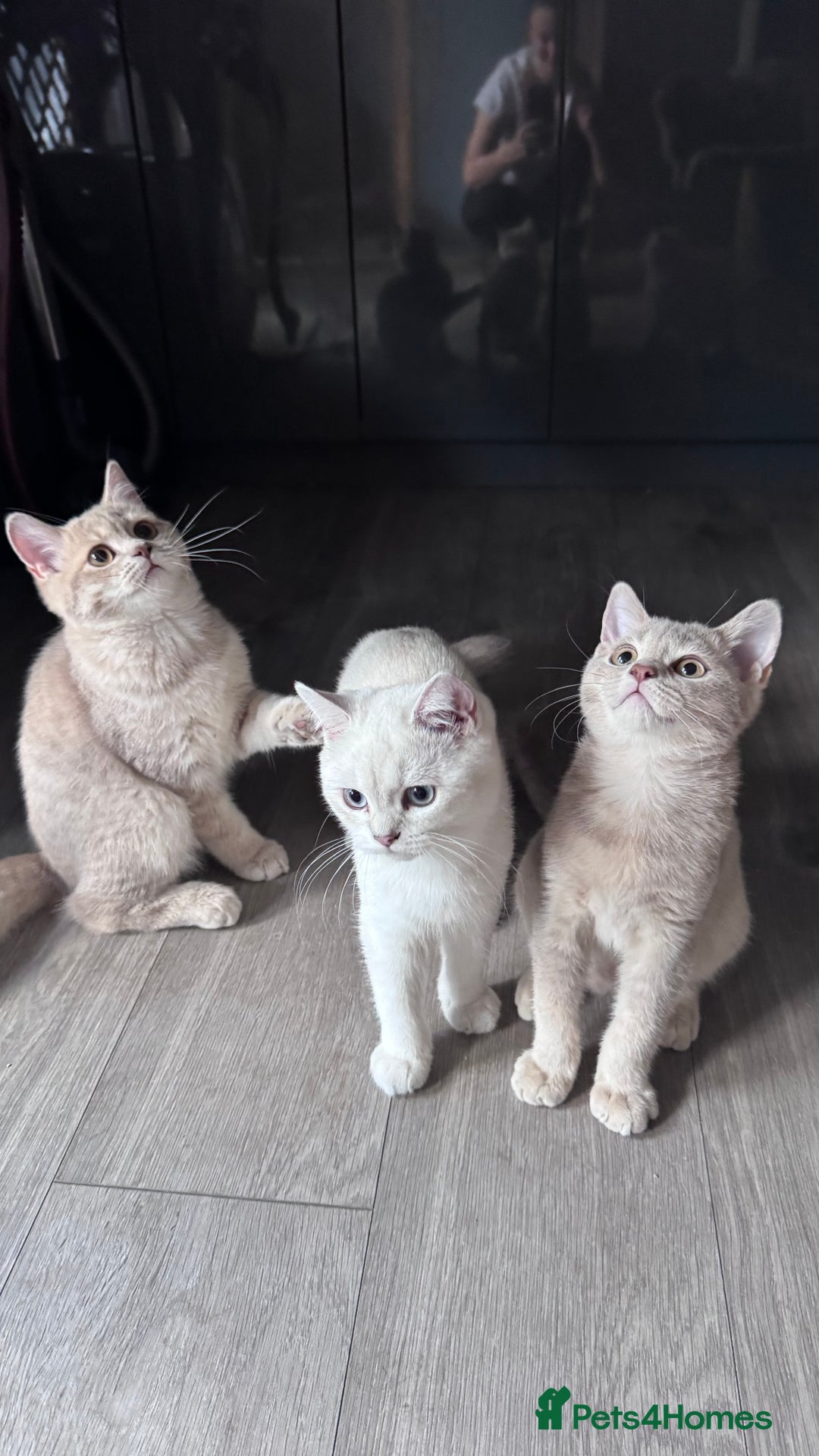 Scottish Fold cats for sale: Scottish fold and Scottish straight Tica pedigree  in Croydon - Image 13