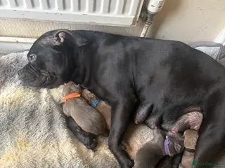 Mixed Breed dogs Coco the chocolate staffy - Advert 1