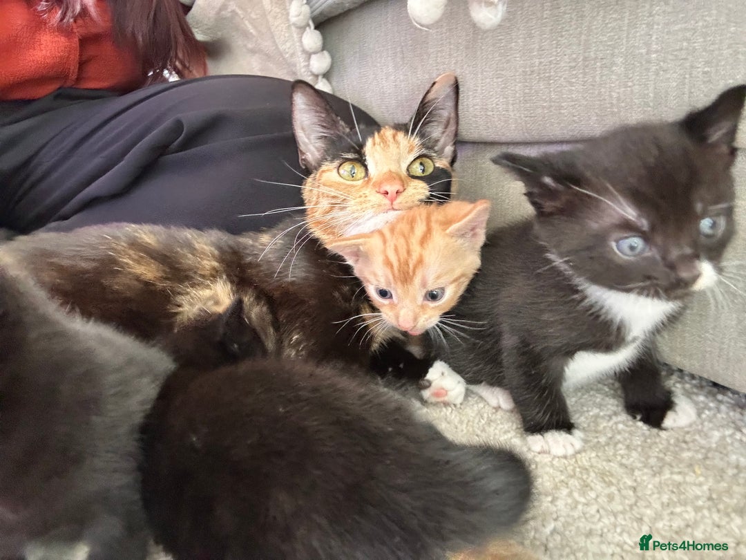 British Shorthair cats for sale: 4 kittens for sale - Image 20